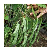 Flat green beans pack of 30 seeds