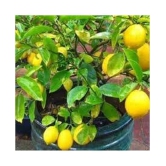 Lalus Farm 20 seeds Hybrid Kagzi Lemon Dwarf Variety