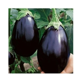 BS SEEDS Gardens Black Beauty Brinjal or Eggplant Seeds (Multicolour, Pack of 100)