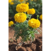 HN organic seed - Marigold Flower ( 50 Seeds )