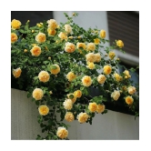 Yellow Climbing Rose Seeds Perennial Flower Garden Decor Home 20 seeds