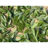 Himalayan Bay Leaf / Tejpatta (Size - 100g) by HETHA ORGANICS LLP