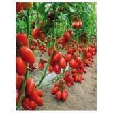 Cheery climbing tomato seeds