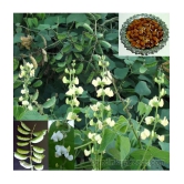 Flat grean beans pack of 30 seeds