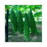 Recron Seeds Bitter Gourd Vegetable ( 15 Seeds )