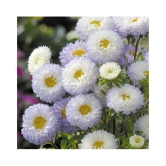 White pulp aster flowers seeds with growing soil