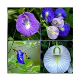 SHANKHPUSHPI / APARAJITHA / SANGU POO / CLITORIA TERNATEA / BUTTERFLY PEA MIXED FLOWER SEEDS - PACK OF 20 SEEDS