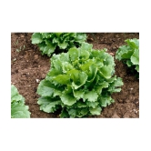 Recron Seeds Lettuce Vegetable ( 100 Seeds )