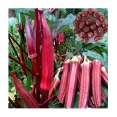 homeagro - Lady Finger Vegetable ( 50 Seeds )