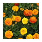 HN organic seed - Marigold Flower ( 50 Seeds )