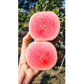 Red Dimond Guava Fruit  Plant