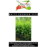 Recron Seeds - Sandalwood Plant ( 10 Seeds )