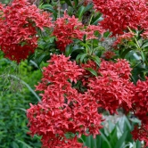 Carphalea Kirondron / Flaming Beauty-Small