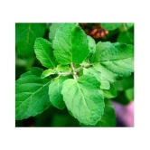 FLARE SEEDS Imported Holy Basil(Tulsi) Seeds - 100 seeds