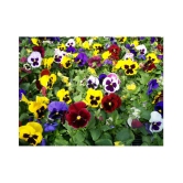 Pansy Doule Full mixed Plant Roof Garden 50 seeds with cocopeat