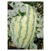 Iris Hybrid Fruit Seeds Watermelon with Instruction Manual