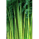 MALE BAMBOO SEEDS (CALCUTTA BAMBOO, SOLID BAMBOO) For Home Garden, Live Fencing, Natural Shadow, Prevent Air Pollution (Plant Seed Pack) 50 seeds