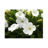 white Petunia Variety Flower Seeds,Rarest Variety - Garden Flower Seeds Pack 100 seeds