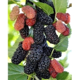 Long Mulberry Fruit Seeds-Red-50 seeds