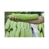 Chinese Big Bitter Gourd Vegetable Seeds 10 Pcs Packet