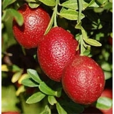 Austrelian Red Lime Fruit Plant