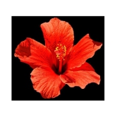 Red Hibiscus Flower Seeds