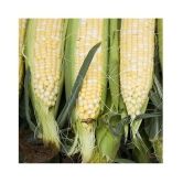 Sweet Corn Seeds - Silver Queen - Vegetable Garden Planting 50 Seeds