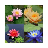 Lotus Flower Seeds - 20 seed - Pink & White Colors Seeds For Home Garden - 20 Seeds + Instruction Manual