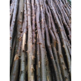 CASUARINA WOOD BARK