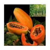 Sweet Desi papaya 100 seeds high germination seeds for gardening use iwith user manual