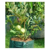 WHITE GUAVA 100 SEEDS PACK WITH COCOPEAT AND MANUAL