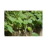 Kantola Seed (Teasle gourd) | Pack of 20 Seeds