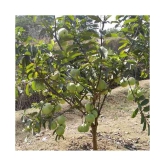 Rare Red Psidium Guajava/Guava Fruit Seeds | Pack of 100 seeds