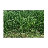 hybrid sorghum grass 50 gram seeds pack with user manual