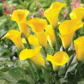 Calla Lily Zantedeschia Yellow Color Flower Bulb