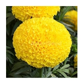 MARIGOLD AFRICAN HY YELLOW FLOWER SEEDS (30SEEDS)