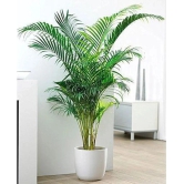 HN organic seed - Areca palm Plant ( 5 Seeds )