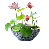 Virkart lotus flowers seeds for home gardening and laxmi pooja