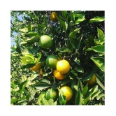 Seeds zone Lemon Fruit Seeds - 20 Seeds Pack