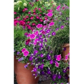 homeagro - Petunia Mixed Flower ( 50 Seeds )