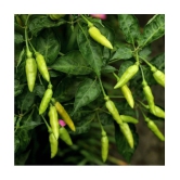 homeagro - Chilli Vegetable ( 50 Seeds )