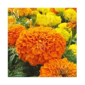 MS. Marigold Seeds MIX 30 seeds