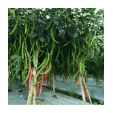 F1 Hybrid Chili Seeds, Mirchi Ke Beej, marchi na Bee, Pack of 50 Seeds