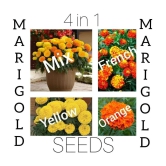 Marigold Flower 4 in 1 combo best Quality Premium Seeds for home, plants, balcony, kitchen & Farm House gardening pack of 20 seeds