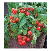 homeagro - Tomato Vegetable ( 100 Seeds )