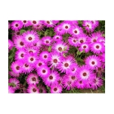 CLASSIC GREEN EARTH - Flower Seeds ( Ice Plant Mixed Color Flower 50 Seeds )