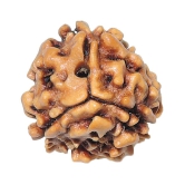 Rashi Ratan Bhagya Natural Rudraksha 3 Mukhi - India