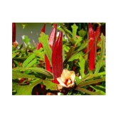 Red Okra Bhindi Hybrid (Ladys Finger) pack of 30 seeds