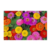 HN organic seed - Zinnia Mixed Flower ( 20 Seeds )