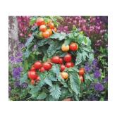 homeagro - Tomato Vegetable ( 100 Seeds )